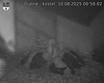 Capi_Dubne_20250810_005002.jpg