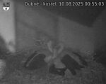 Capi_Dubne_20250810_005503.jpg