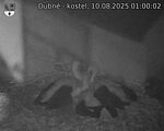 Capi_Dubne_20250810_010002.jpg
