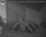 Capi_Dubne_20250810_010503.jpg