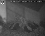 Capi_Dubne_20250810_011002.jpg