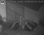 Capi_Dubne_20250810_011503.jpg