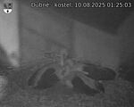 Capi_Dubne_20250810_012503.jpg