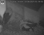 Capi_Dubne_20250810_013002.jpg