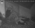 Capi_Dubne_20250810_013503.jpg