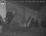 Capi_Dubne_20250810_014503.jpg
