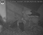 Capi_Dubne_20250810_015003.jpg