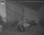 Capi_Dubne_20250810_015502.jpg