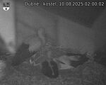 Capi_Dubne_20250810_020002.jpg