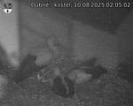 Capi_Dubne_20250810_020502.jpg
