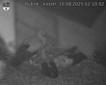Capi_Dubne_20250810_021002.jpg
