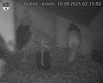 Capi_Dubne_20250810_021502.jpg