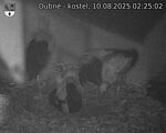 Capi_Dubne_20250810_022502.jpg
