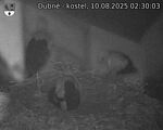 Capi_Dubne_20250810_023003.jpg
