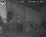 Capi_Dubne_20250810_024502.jpg