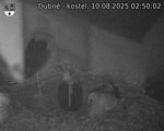 Capi_Dubne_20250810_025002.jpg