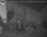 Capi_Dubne_20250810_030503.jpg