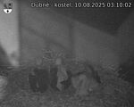 Capi_Dubne_20250810_031002.jpg