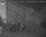 Capi_Dubne_20250810_032002.jpg