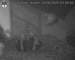 Capi_Dubne_20250810_034002.jpg
