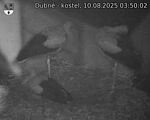 Capi_Dubne_20250810_035002.jpg