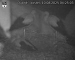 Capi_Dubne_20250810_042503.jpg