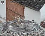 Capi_Dubne_20250810_054503.jpg