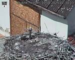Capi_Dubne_20250810_123003.jpg