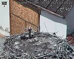 Capi_Dubne_20250810_130003.jpg