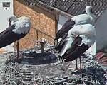 Capi_Dubne_20250810_134002.jpg