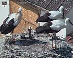 Capi_Dubne_20250810_134504.jpg