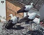 Capi_Dubne_20250810_140504.jpg