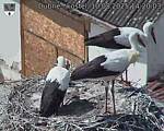 Capi_Dubne_20250810_142003.jpg