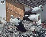 Capi_Dubne_20250810_143002.jpg