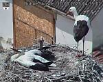 Capi_Dubne_20250810_143502.jpg