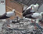 Capi_Dubne_20250810_152004.jpg