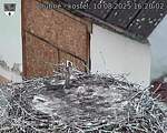 Capi_Dubne_20250810_162002.jpg