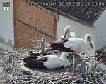 Capi_Dubne_20250810_172004.jpg