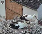 Capi_Dubne_20250810_173002.jpg