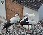 Capi_Dubne_20250810_173503.jpg