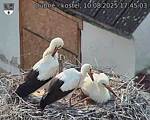 Capi_Dubne_20250810_174503.jpg