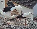 Capi_Dubne_20250810_175502.jpg
