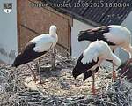 Capi_Dubne_20250810_180004.jpg
