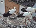Capi_Dubne_20250810_180503.jpg