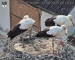 Capi_Dubne_20250810_181003.jpg