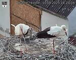 Capi_Dubne_20250810_182004.jpg