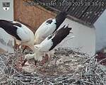 Capi_Dubne_20250810_183002.jpg
