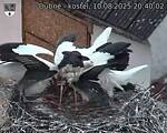 Capi_Dubne_20250810_204002.jpg