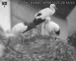 Capi_Dubne_20250810_205503.jpg