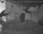 Capi_Dubne_20250810_211002.jpg
